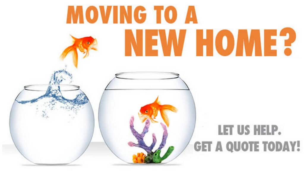 Fish Jumping into a new bowl. Moving to a New Home? Let us Help. Get a Quote today! Moving to a New Home? Let us Help